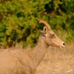 Whitewater Rafting the Salmon River - Full Day - The Logistics: How It Runs
