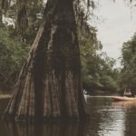 Whitney Plantation and Manchac Swamp Kayak Tour Combo - Why This Tour Works Well