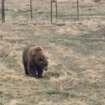 Whittier Cruise Shuttle Tour with Multiple Stops - Who Will Benefit Most?