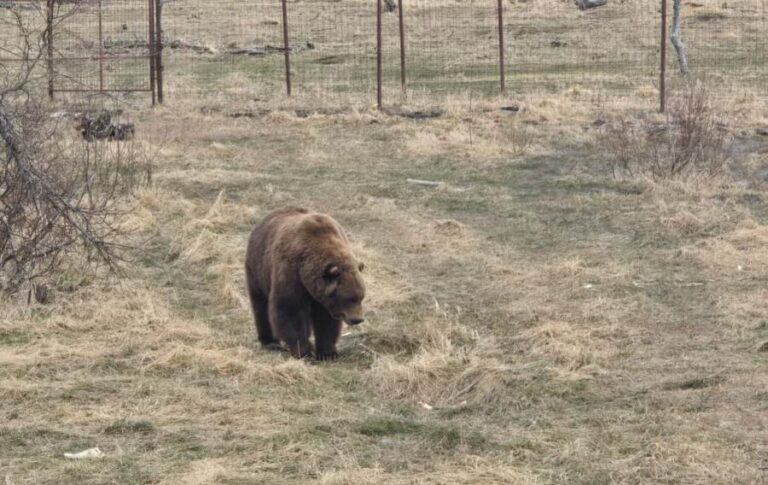 Whittier Cruise Shuttle Tour with Multiple Stops - Who Will Benefit Most?