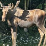 Whittier to Anchorage Sightseeing with Wildlife Tour - Is This Tour Worth the Price?