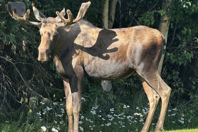 Whittier to Anchorage Sightseeing with Wildlife Tour - Is This Tour Worth the Price?