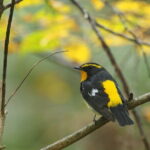 Wild Bird Sanctuary Forest Guided Tour in Nagano - Experience Quality and Value