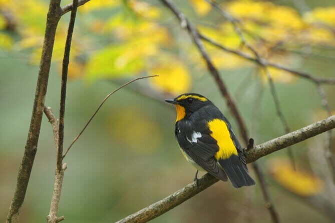 Wild Bird Sanctuary Forest Guided Tour in Nagano - Experience Quality and Value