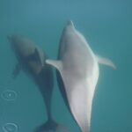 Wild Dolphin Encounter in Puerto Vallarta - The Experience from Reviews