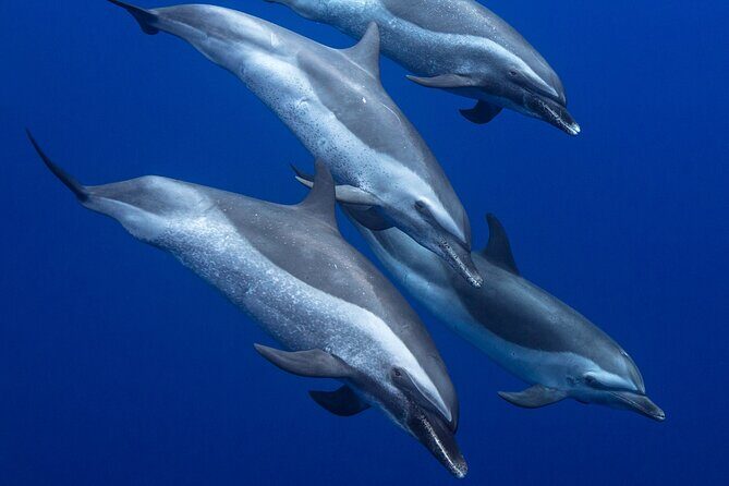 Wild Dolphin Watching and Snorkel Safari Off West Coast of Oahu - Frequently Asked Questions