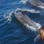 Wild dolphins encounter & snorkeling - What Real Travelers Say