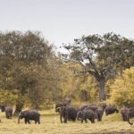 Wild Elephant Safari in Minneriya National Park - FAQ