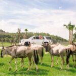 Wild Florida Drive-Thru Safari and Gator Park Admission - Is it worth the price?