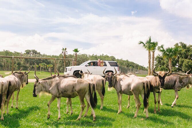 Wild Florida Drive-Thru Safari and Gator Park Admission - Is it worth the price?