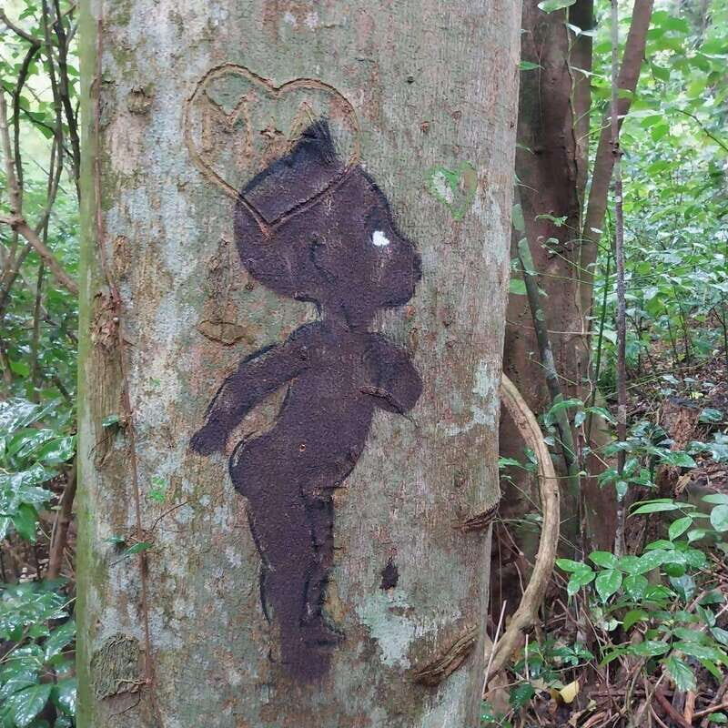 Wild Immersion : Hiking in the Heart of the Tropical Forest - Why Choose This Tour?