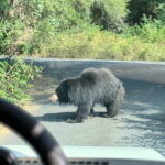 Wild Life Jeep Safari Tour at Bannerghatta with Private Transfer - FAQ