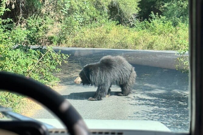 Wild Life Jeep Safari Tour at Bannerghatta with Private Transfer - FAQ