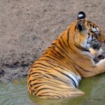 Wild life tour in Chennai with guide and private car - Practical Details and Why They Matter