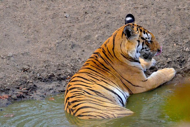 Wild life tour in Chennai with guide and private car - Practical Details and Why They Matter