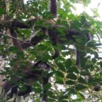 Wild Monkey Adventure (Private, Full Day) - Why This Tour Offers Great Value