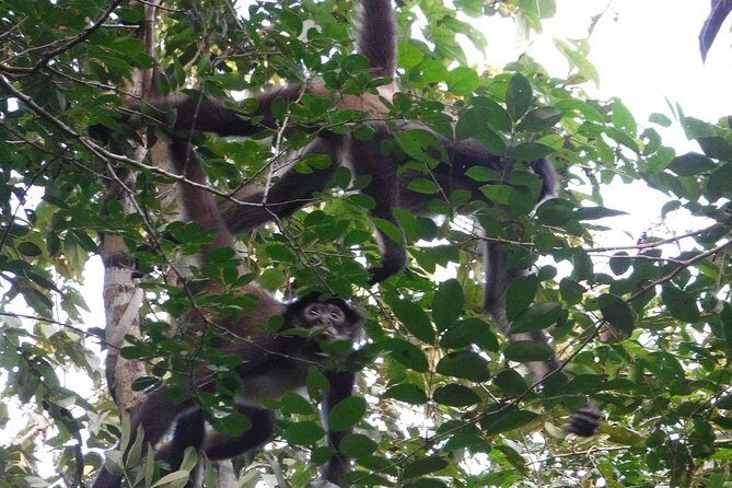 Wild Monkey Adventure (Private, Full Day) - Why This Tour Offers Great Value