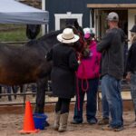 Wild Mustang Experience Near Colorado Springs - A Close Look at the Wild Mustang Experience Near Colorado Springs