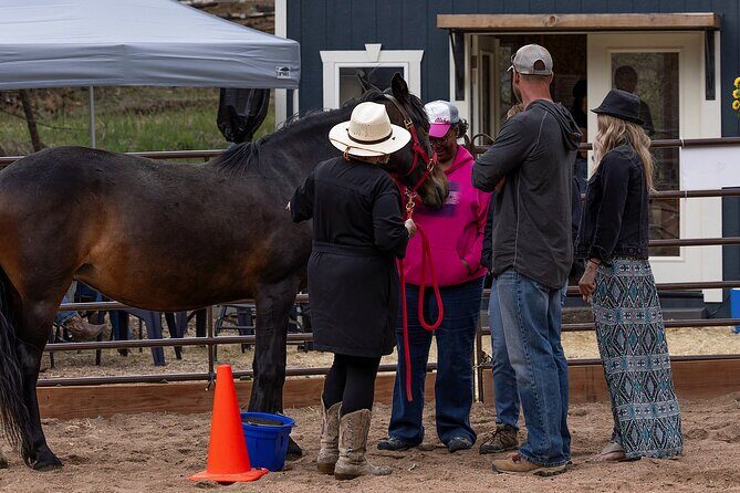 Wild Mustang Experience Near Colorado Springs - A Close Look at the Wild Mustang Experience Near Colorado Springs
