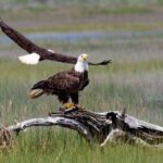 Wild Pony Watching Boat Tour from Chincoteague to Assateague - Final Thoughts: Is It Worth It?