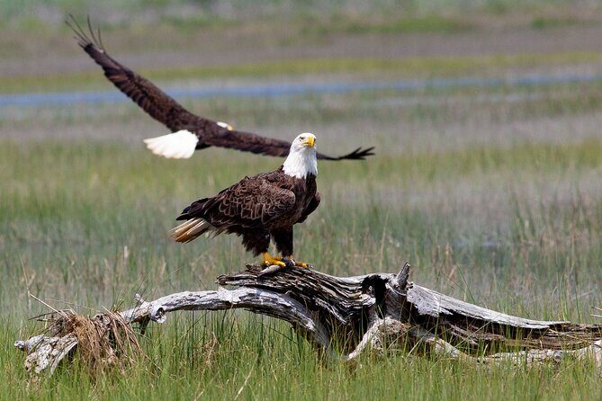 Wild Pony Watching Boat Tour from Chincoteague to Assateague - Final Thoughts: Is It Worth It?