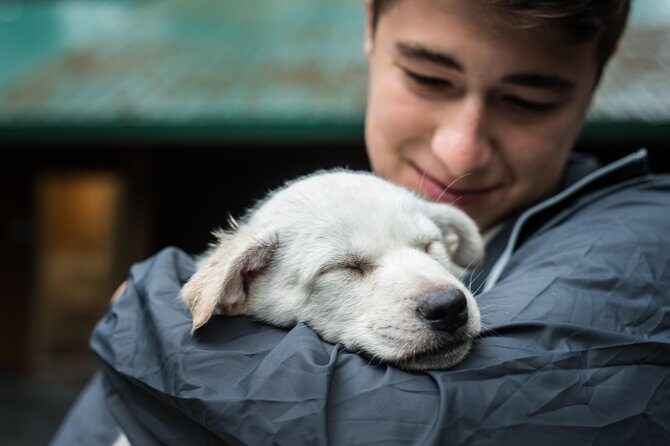 Wilderness Dog Sled Ride and Tour in Seward - Detailed Breakdown of the Experience