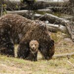 Wildlife and Waterfalls - FAQ