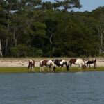 Wildlife Boat Tour with Wild Ponies and Dolphins in Chincoteague - What to Expect on the Tour