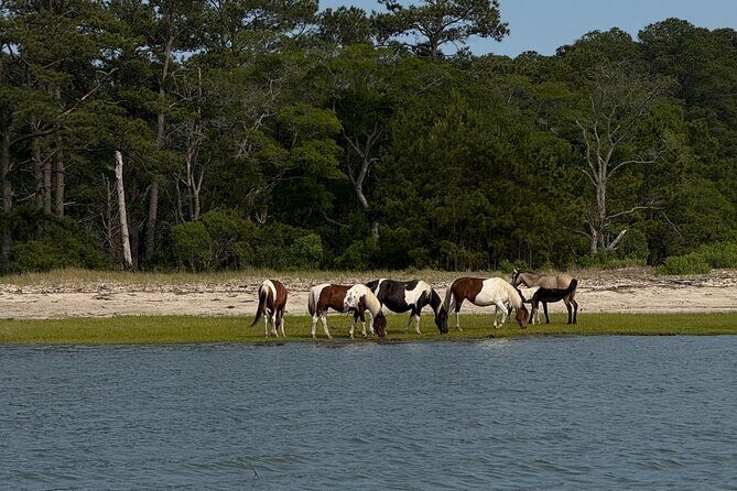 Wildlife Boat Tour with Wild Ponies and Dolphins in Chincoteague - What to Expect on the Tour