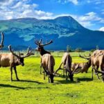 Wildlife Center with Lunch & Local Beer Sampling - The Sum Up