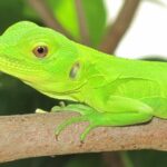 Wildlife Eco Tour on the coast of Oaxaca. - Who Would Enjoy This Tour?