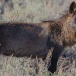 Wildlife Hiking Adventure in Yellowstone with Lunch - An In-Depth Look at the Itinerary