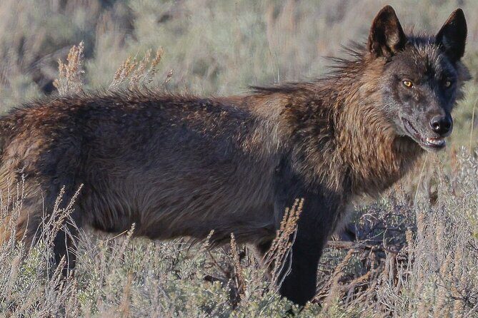 Wildlife Hiking Adventure in Yellowstone with Lunch - An In-Depth Look at the Itinerary