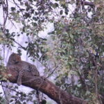 Wildlife Jungle Jeep Safari Ranipur Range, Rajaji National Park - Exploring the Ranipur Jungle Safari in Depth
