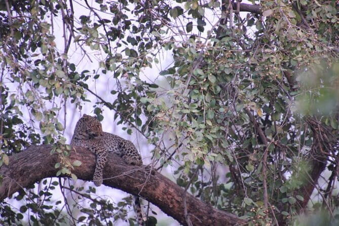 Wildlife Jungle Jeep Safari Ranipur Range, Rajaji National Park - Exploring the Ranipur Jungle Safari in Depth