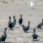 Wildlife Kayak Tour at Fort Flagler State Park - The Sum Up