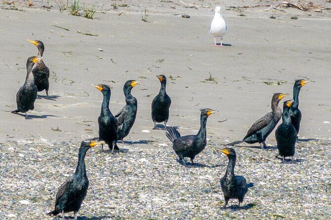 Wildlife Kayak Tour at Fort Flagler State Park - The Sum Up
