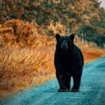 Wildlife Photo Safari - Who Will Love This Tour?