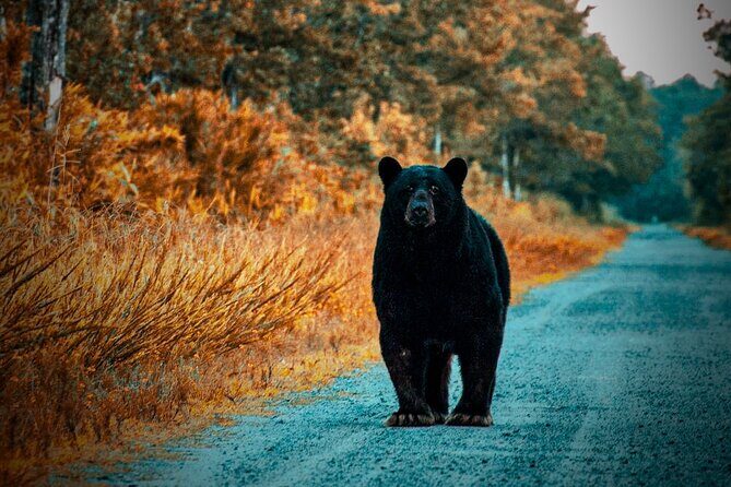 Wildlife Photo Safari - Who Will Love This Tour?