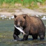 Wildlife Safari & Bear Viewing from Skagway - Who Is This Tour Best For?