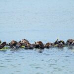 Wildlife Safari Boat Tour in Scenic Monterey Bay Wetland - The Sum Up