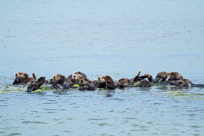 Wildlife Safari Boat Tour in Scenic Monterey Bay Wetland - The Sum Up