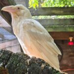 Wildlife, Waterfalls, Caves, Old Growth on Vancouver Island - The Value and Practicalities