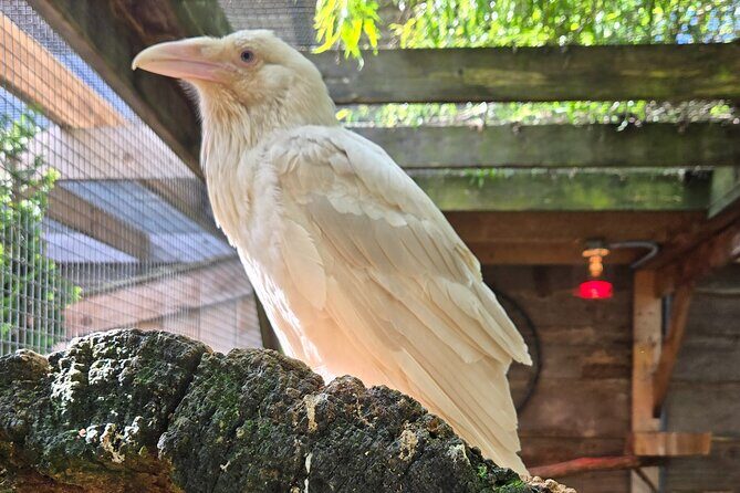 Wildlife, Waterfalls, Caves, Old Growth on Vancouver Island - The Value and Practicalities