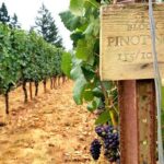 Willamette Valley Wine Tour - Full Day Tour - Transportation and Group Size