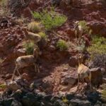 Willow Beach: Half-Day Emerald Cave Kayak Tour  3 Caves - Authentic Experiences Confirmed by Reviewers