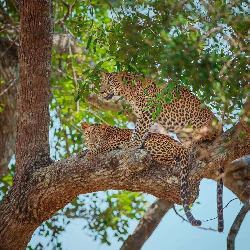 Wilpattu: All Inclusive Private Full-Day Jeep Safari 12h - Why Choose This Tour?