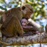 Wilpattu: Jeep Safari Day Tour From Sigiriya or Dambulla - Practical Tips for Your Wilpattu Safari