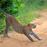 Wilpattu: Jeep Safari Day Tour From Trincomalee or Pasikudah - The Sum Up