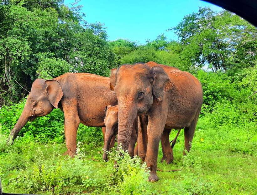 Wilpattu National Park : 5 Hours & 12 Hours Day Tours - Who Should Consider This Tour?